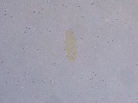 Ramazzottius oberhaeuseri image