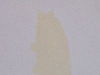 Ramazzottius oberhaeuseri image