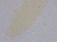 Ramazzottius oberhaeuseri image