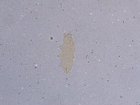 Ramazzottius oberhaeuseri image
