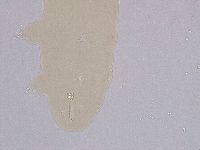 Ramazzottius oberhaeuseri image