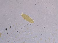 Ramazzottius oberhaeuseri image