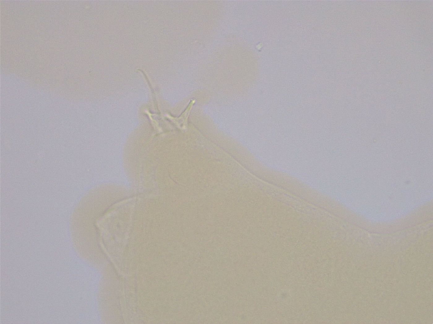 Ramazzottius oberhaeuseri image