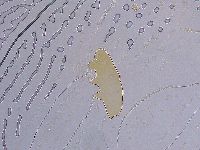 Ramazzottius oberhaeuseri image
