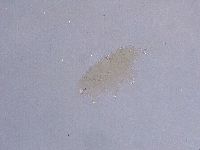 Ramazzottius oberhaeuseri image