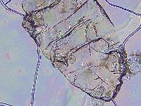 Ramazzottius oberhaeuseri image