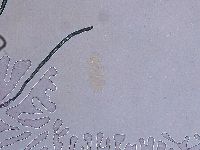 Ramazzottius oberhaeuseri image