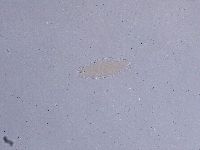 Ramazzottius oberhaeuseri image