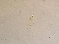 Ramazzottius oberhaeuseri image