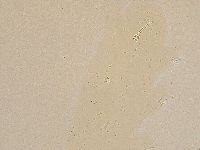 Ramazzottius oberhaeuseri image
