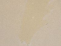 Ramazzottius oberhaeuseri image