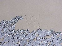 Ramazzottius oberhaeuseri image