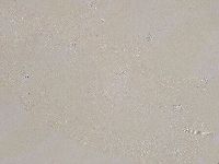 Ramazzottius oberhaeuseri image
