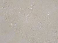 Ramazzottius oberhaeuseri image