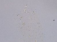 Ramazzottius oberhaeuseri image