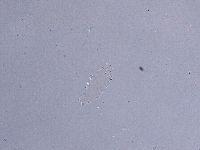 Ramazzottius oberhaeuseri image