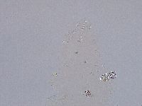 Ramazzottius oberhaeuseri image