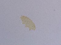 Ramazzottius oberhaeuseri image