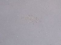 Ramazzottius oberhaeuseri image