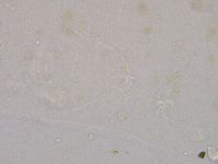 Ramazzottius oberhaeuseri image