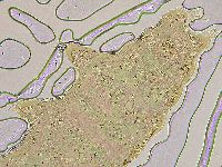 Ramazzottius oberhaeuseri image