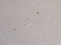 Ramazzottius oberhaeuseri image