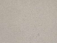 Ramazzottius oberhaeuseri image