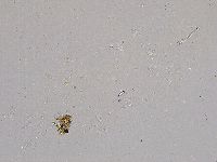 Ramazzottius oberhaeuseri image