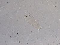 Ramazzottius oberhaeuseri image