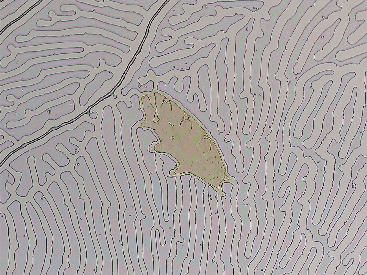 Ramazzottius oberhaeuseri image