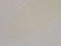 Ramazzottius oberhaeuseri image