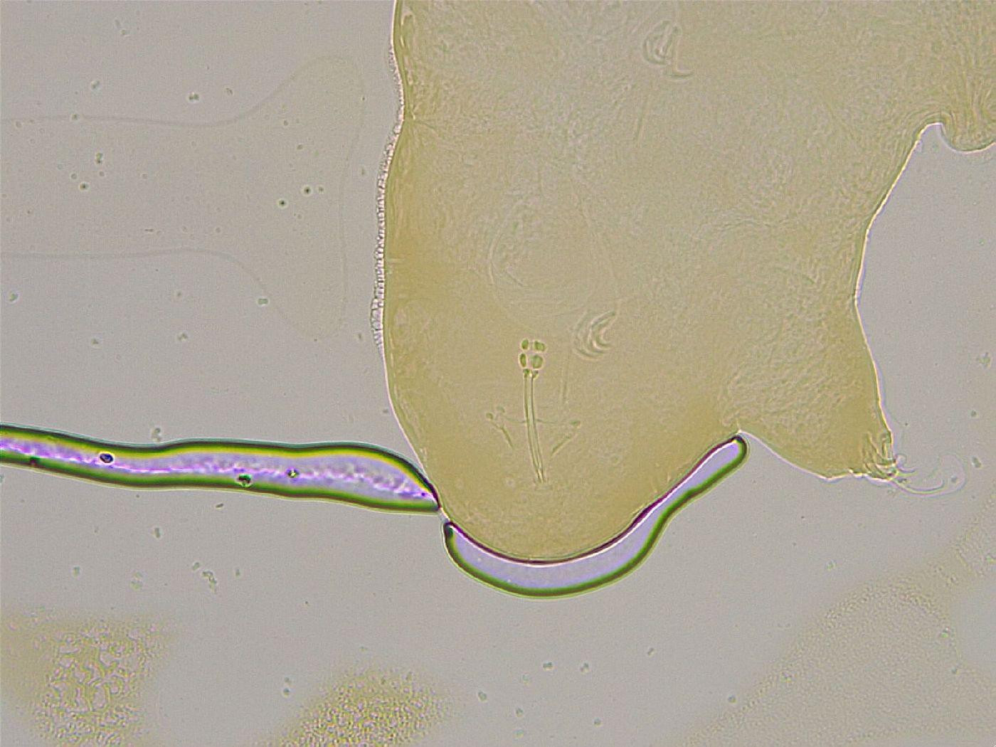 Ramazzottius oberhaeuseri image