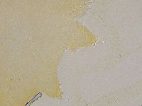 Ramazzottius oberhaeuseri image