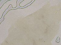 Ramazzottius oberhaeuseri image