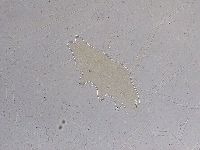 Ramazzottius oberhaeuseri image