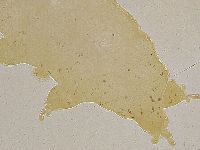 Ramazzottius oberhaeuseri image