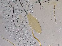 Ramazzottius oberhaeuseri image