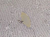 Ramazzottius oberhaeuseri image