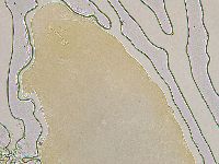 Ramazzottius oberhaeuseri image