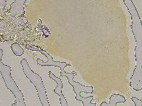 Ramazzottius oberhaeuseri image