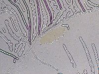 Ramazzottius oberhaeuseri image