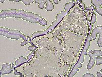 Ramazzottius oberhaeuseri image