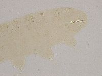 Ramazzottius oberhaeuseri image