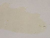 Ramazzottius oberhaeuseri image