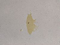 Ramazzottius oberhaeuseri image