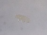 Ramazzottius oberhaeuseri image