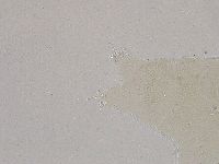 Ramazzottius oberhaeuseri image