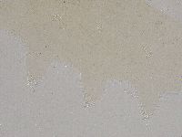 Ramazzottius oberhaeuseri image