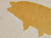 Ramazzottius oberhaeuseri image