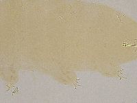 Ramazzottius oberhaeuseri image